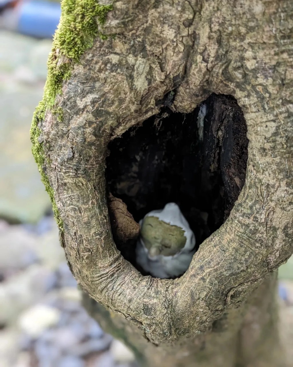 【みーつけた】天龍寺にて