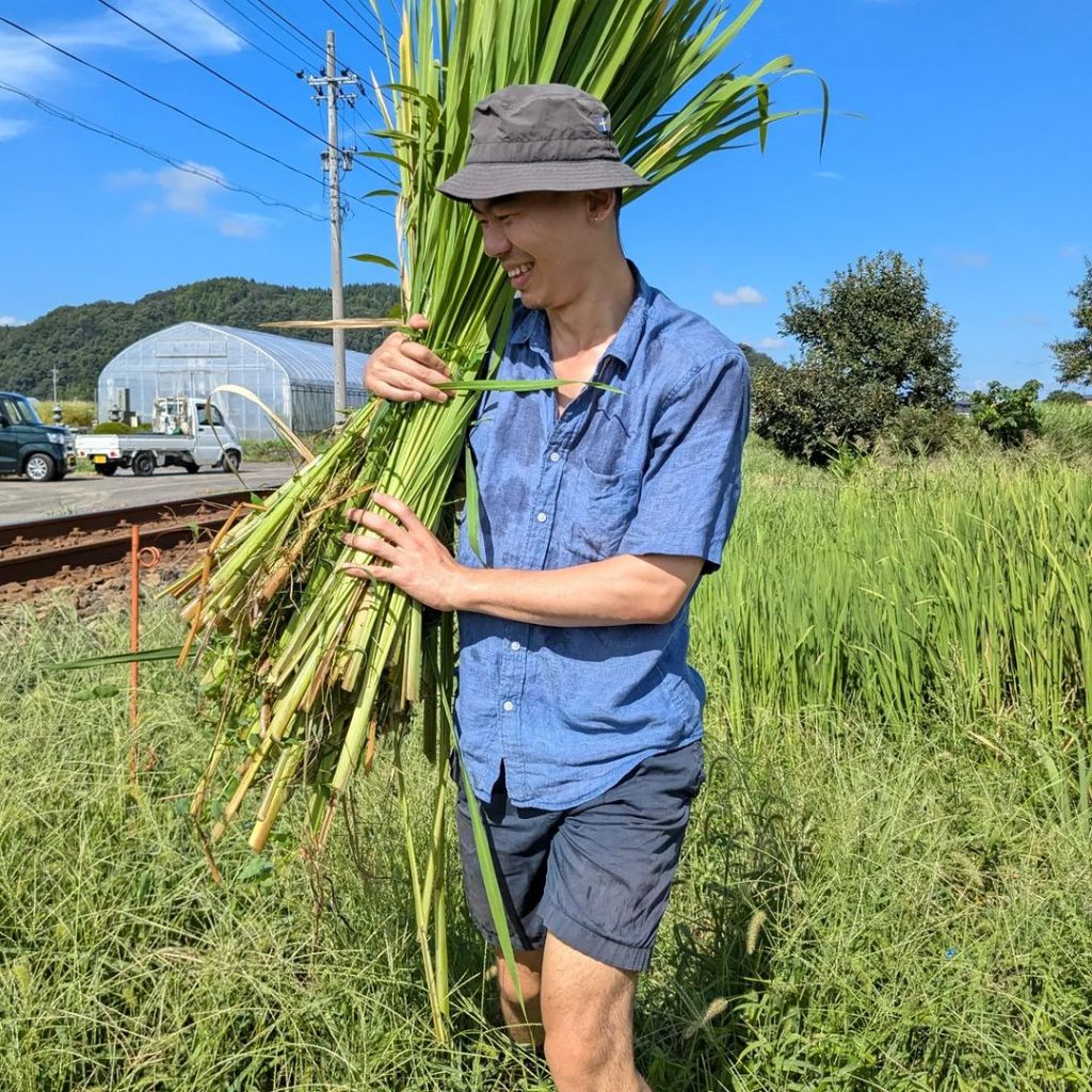 ミャオさん、まこもだけを収穫